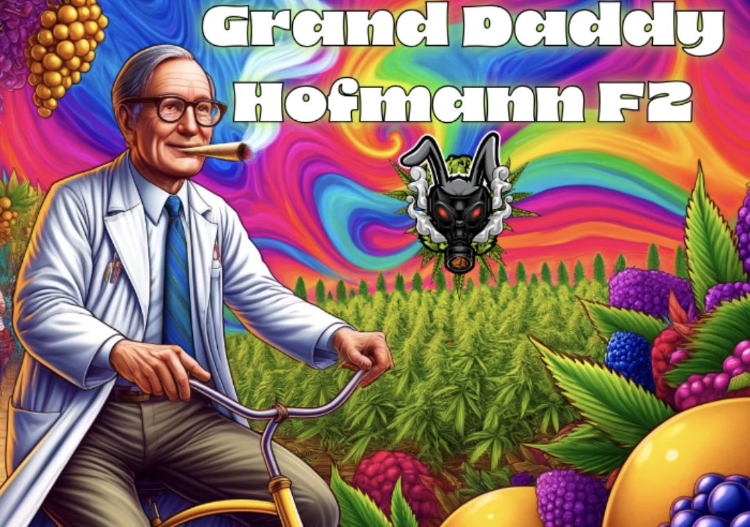 SlobbyT (@slobby_t) on Twitter photo Couldn’t resist, she’s that photogenic 😏
Grand Daddy Hofmann F2 from <a href="/PsillyrabbitG/">PsillyRabbit Genetics</a> doing her farewell flex before the chop
#SlobbyTGrows #CraftCannabis #GrowSomethingWorthGettingArrestedFor Couldn’t resist, she’s that photogenic 😏
Grand Daddy Hofmann F2 from <a href="/PsillyrabbitG/">PsillyRabbit Genetics</a> doing her farewell flex before the chop
#SlobbyTGrows #CraftCannabis #GrowSomethingWorthGettingArrestedFor