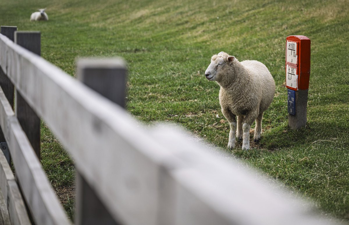 Nordsee  
#nordsee #northsea #küste #coast #travel