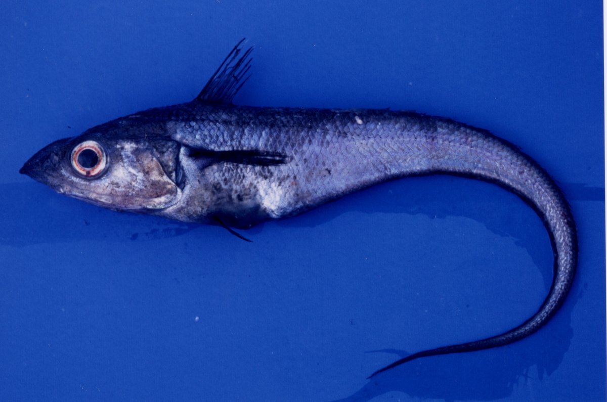 iwate_iftc's tweet image. 水産海洋学会集会で、資源は増加傾向だが安値で市場に上がらない魚「テナガダラ」について発表しました。成分値やねり製品の特性の他、現場担当者と意見交換した内容を集会参加者と共有しました。今後は地域や専門分野を越えた連携や協力を加速し産業化を目指します。
新聞記事kahoku.news/bizlabo/36224/