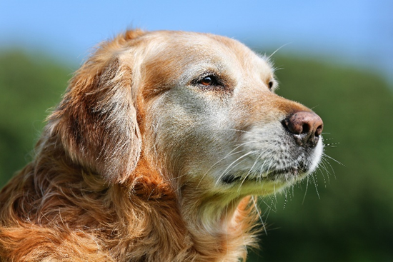 BfTGermany's tweet photo. Heute wird der #Welthundetag gefeiert! Ein Anlass, die besondere Rolle von Hunden im Alltag hervorzuheben – sei es als Familienmitglied, Helfer oder Begleiter. https://t.co/h6rBI8Heq7