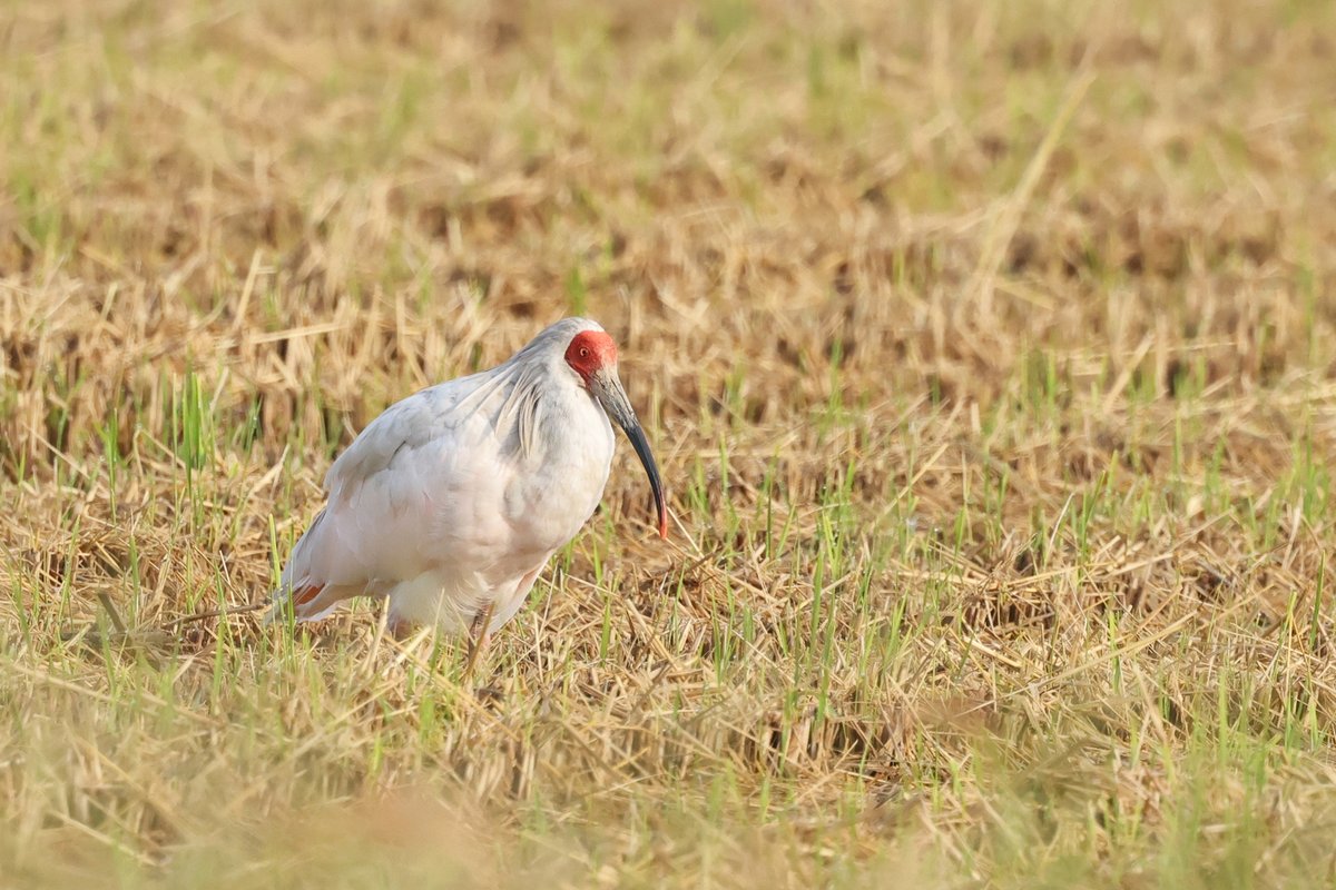 【2025年9月29日～10月05日に佐渡島内で確認されたトキ】
10月10日は日本産最後のトキ「キン」の命日です。
日本最高齢(36歳)で亡くなったキンには及びませんが、野生化でも初期に放鳥したトキが今も元気に生きています。

日向ぼっこする15歳のNo.97

#朱鷺 #絶滅危惧種 #野生復帰 #保護 #環境省
