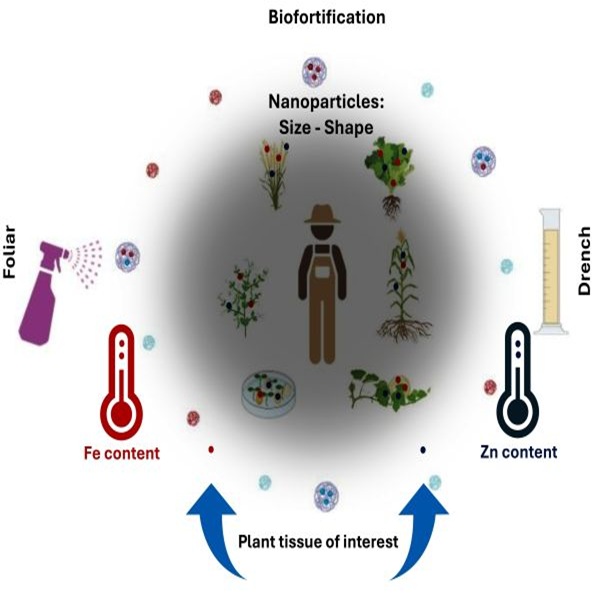 PlantSciToday's tweet image. Comparative response of nanometric forms of Zn and Fe to promote crop biofortification - doi.org/10.14719/pst.9…