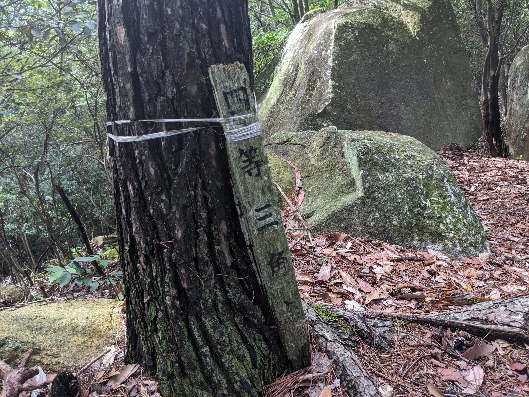 Mt.茶臼　2 硬式】玉澤 2トーンキャッチャーミット DELUXE TKC-TLS2DX型 右