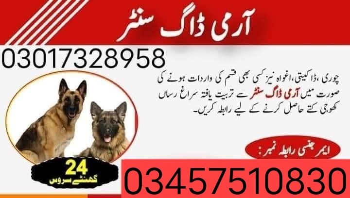 DogCenter's tweet photo. Army Dog Center Okara 
03457510830 https://t.co/DipN8f5Yud