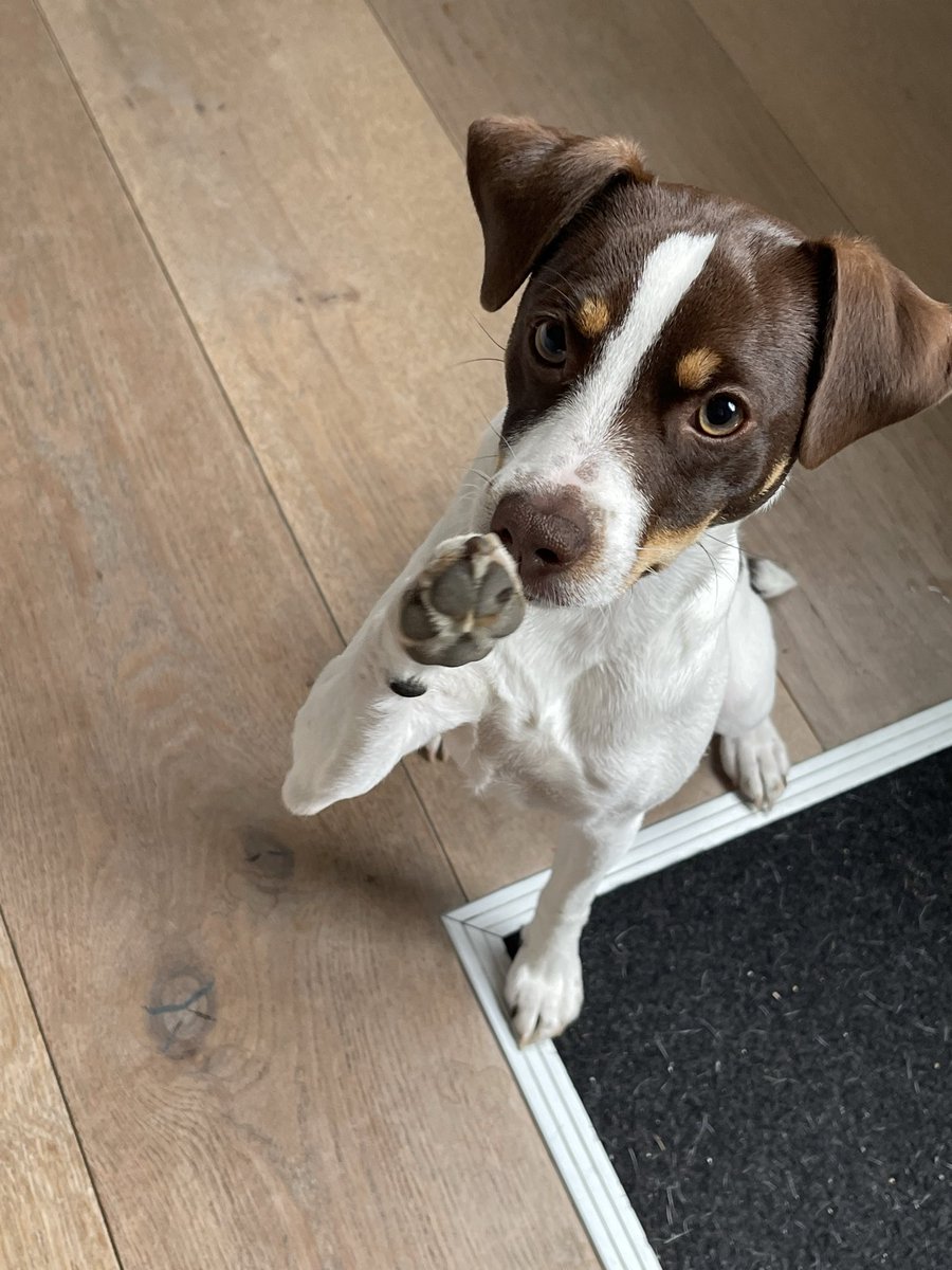 MY PUP SAYS HI EVERYONE HAVE A NICE FRIDAY &amp; WEEKEND MUCH LOVE ❤️❤️❤️