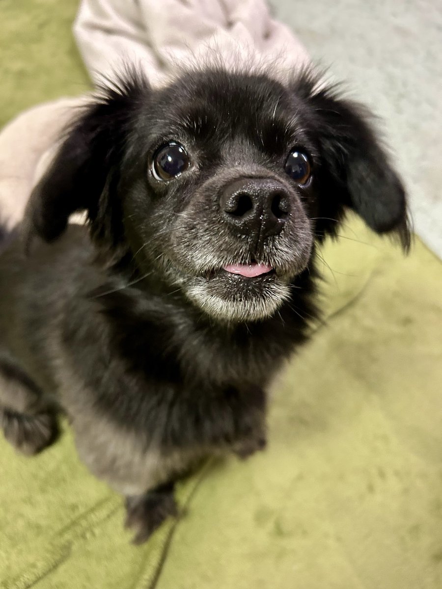 muroi_sakurai's tweet image. このうるうるおめめに飼い主はめろめろなのです✨

 #犬のいる暮らし  #犬のいる幸せ  #犬好きさんとつながりたい  #フォロバ100変垢以外