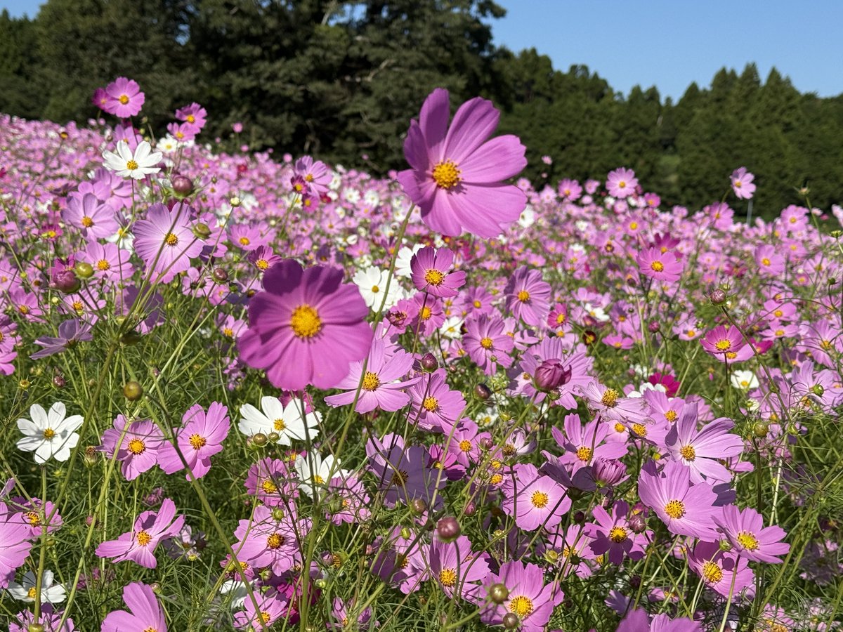 出水市にある #上場高原コスモス園 は、約25万本の #コスモス が咲く