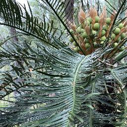 Reminder! Moah Creek Wind submissions close 24 Oct 2025 📷
Please write your submission to info@moahcreek.com
CC the following parties so your voice reaches other decision makers:
Minister for the Environment – ministerial.callin@dsdilgp.qld.gov.au
Colin Boyce MP –