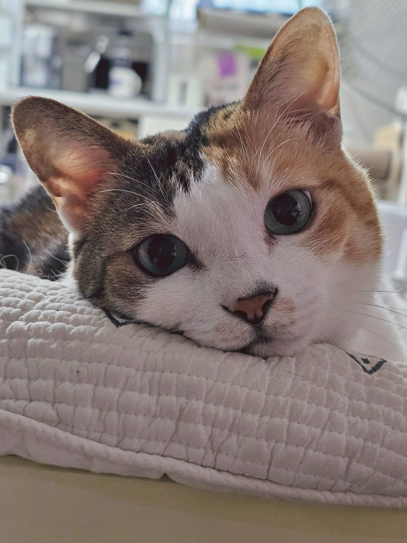 어제 검틱 작가네 갔는데 사슴이 그려서 뺏지 만들어 줌😍금손...