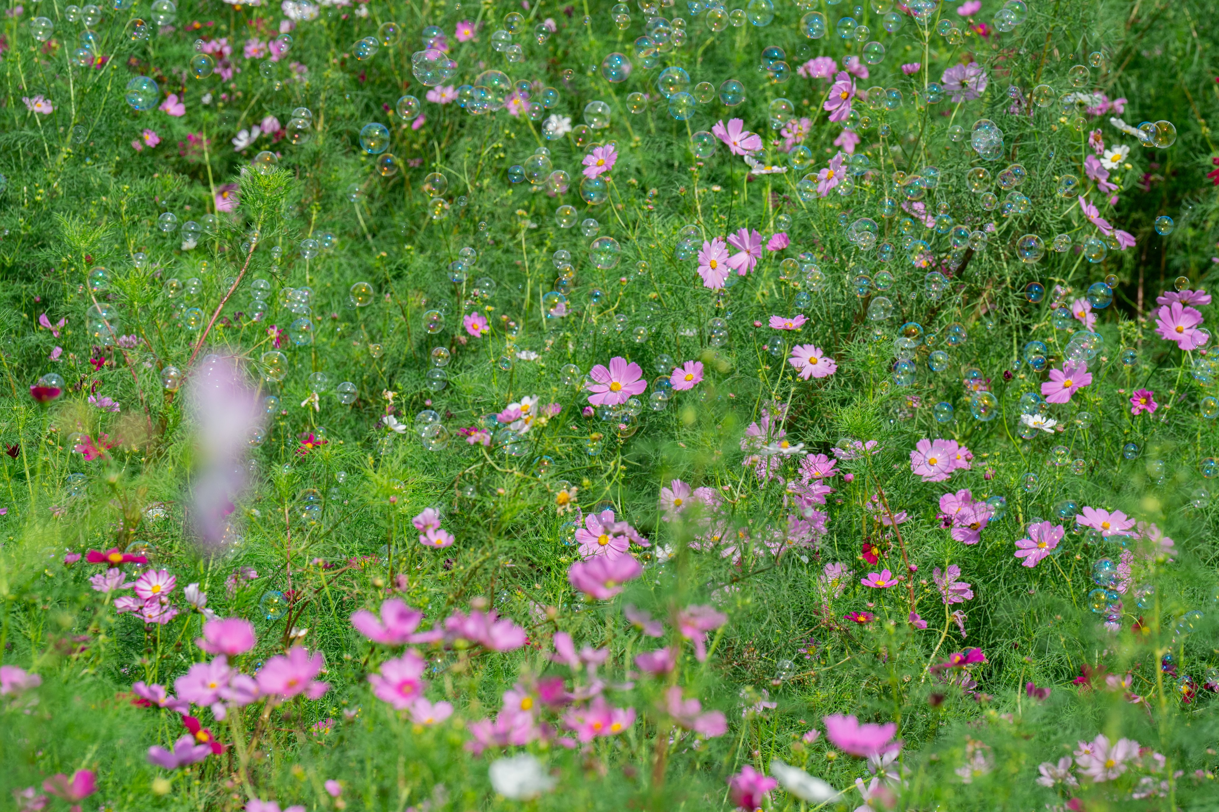 のののさま確認ページ♡ ののさま vol.46 【2024年11月号】 | ののさまストア