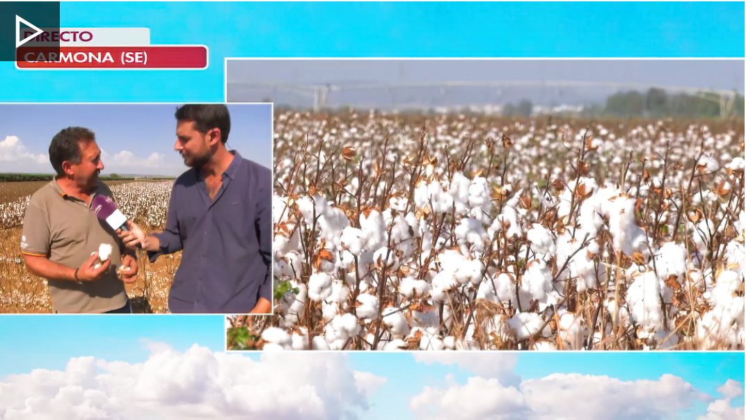 CoopsAgroAND's tweet image. 🚜Comienza en #Andalucía la #campaña de recogida del   #algodón

❗️La región concentra el 99% de la producción de algodón en España, único país productor, junto a Grecia, en Europa. 

📲yourls.agroalimentarias-andalucia.es/7TlH7S9h2