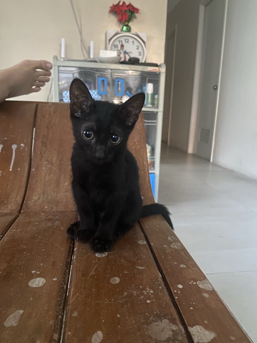 gEiRu25's tweet photo. I love you to the moon and back! 🫂🖤

Boni 🎗️
Nov. 30, 2023 - Oct. 10, 2025

#cat #blackcats #pet #grieving #petlost #runfree #seeyounexttime https://t.co/f4FdrC3Lu0