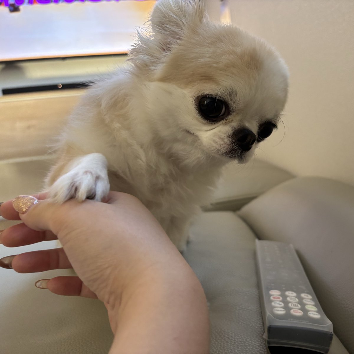 chihuahua_ume's tweet photo. 契約ならず────── https://t.co/qHtJNwAfDp