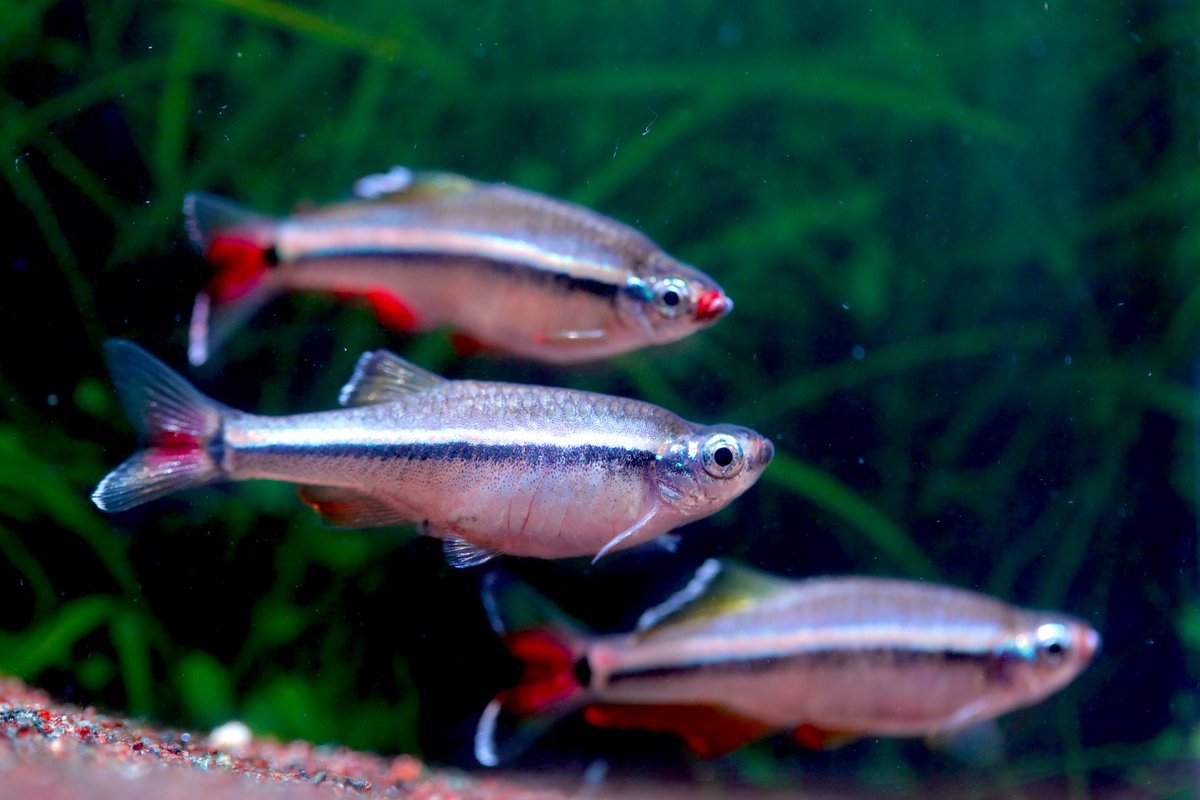 AQUA Revelation J.B. tweet media