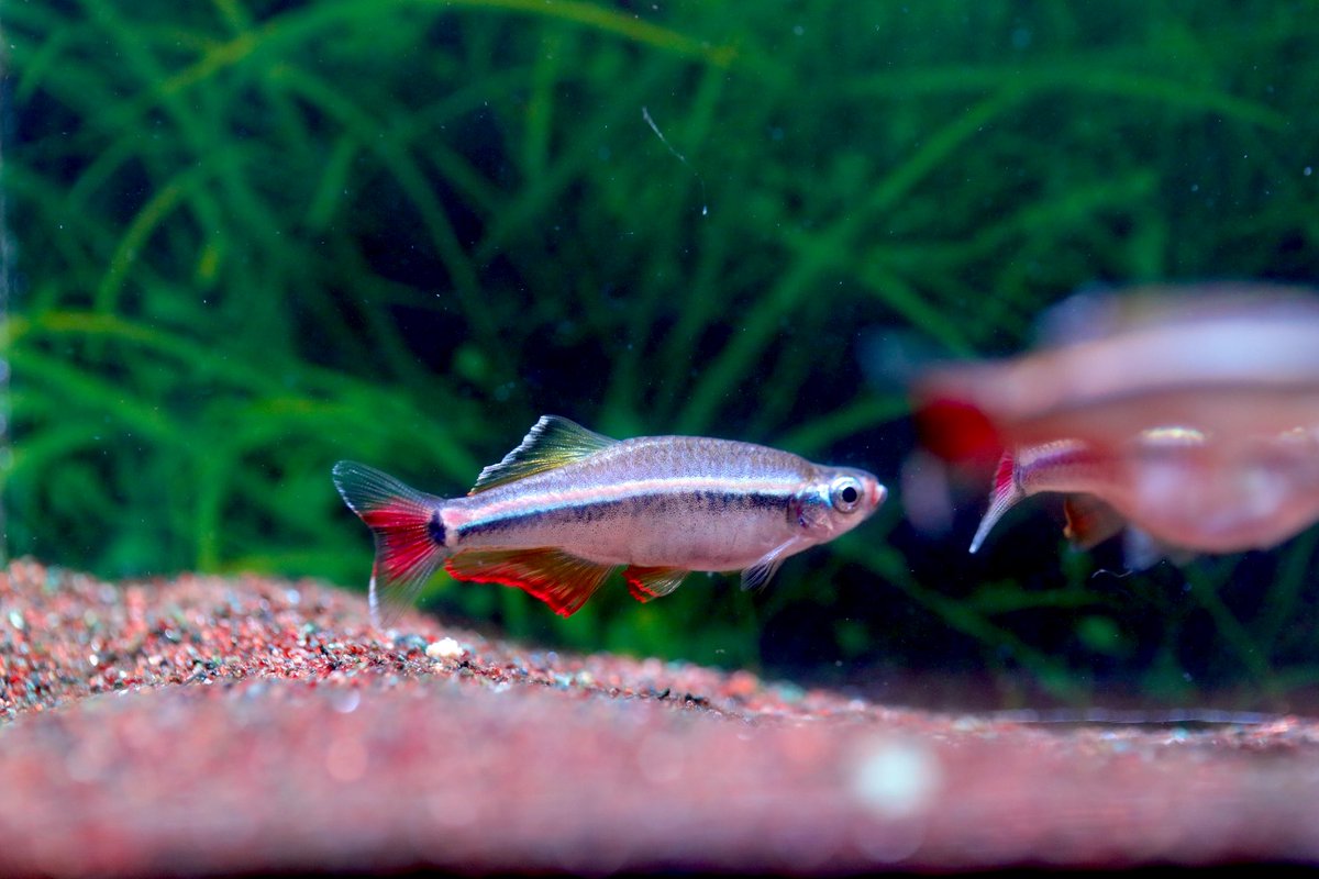 AQUA Revelation J.B. tweet media