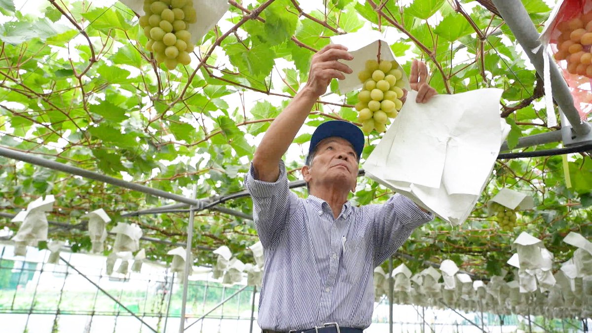 nittele_ntv's tweet image. 究極のぶどうを作り出すその秘密とは…!?
シャインマスカットの神・飯塚芳幸さん
世界的パティシエ・辻口博啓シェフも
神の作るぶどうにほれ込み愛用しているほど
"今まで食べた中で一番うまくて甘い!"と
小泉孝太郎も大絶賛!
📢本日午前10時30分
『#オーマイゴッド』
ntv.co.jp/ohmygod/articl…