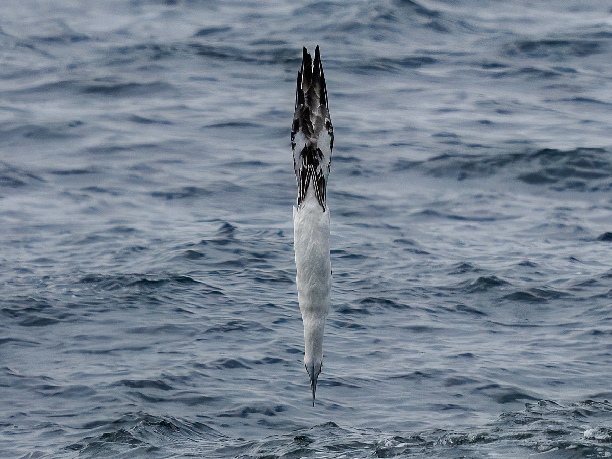 ted smith wildlife photography tweet media