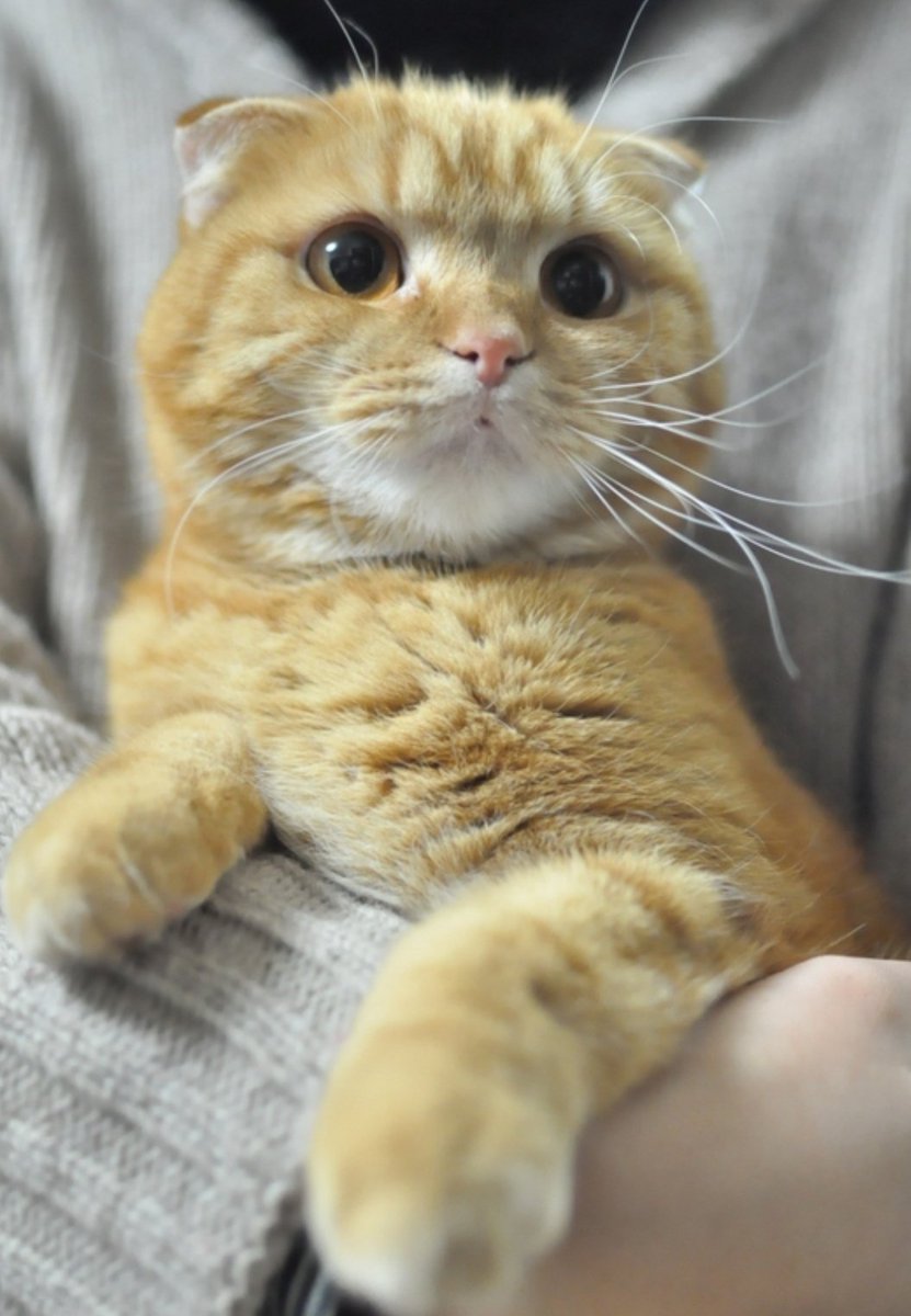 yuki2900's tweet photo. うちのこもう長くないみたい..
父からお前は元気な姿を覚えてやってくれって言われて..帰省はせずに最後の時が穏やかであるようにと祈ることにした🙏
うちのこ可愛いなぁ🥲︎✨ https://t.co/IAZp0jgKAZ