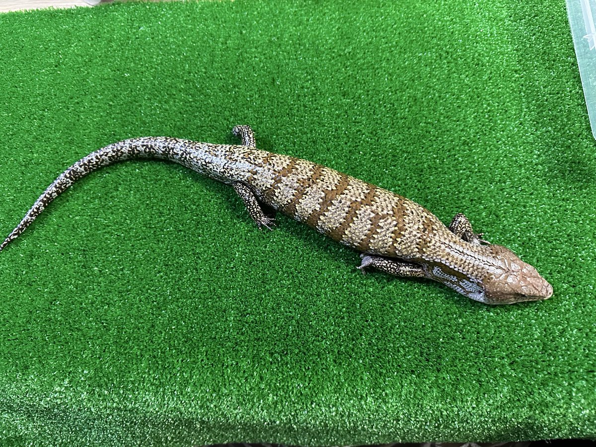 chappi_python's tweet image. 販売中
ケイアオジタトカゲ
 #アオジタトカゲ
 #爬虫類 
 #徳島 
 #爬虫類好きと繋がりたい