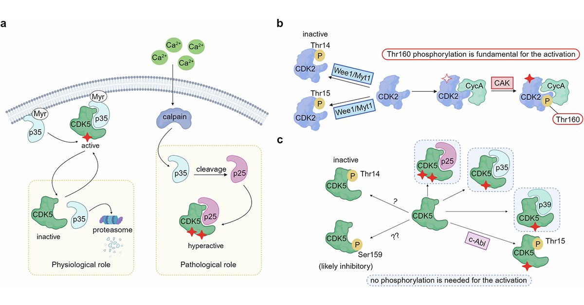sigtrans_sttt's tweet image. A review of the functions and regulation of 20 human #CyclinDependentKinases, highlighting their roles in #cellcycle control, disease progression, &amp;amp; the therapeutic potential of #CDKInhibitors in #cancer &amp;amp; other chronic diseases. @gusbald @CroAviano

#STTT: