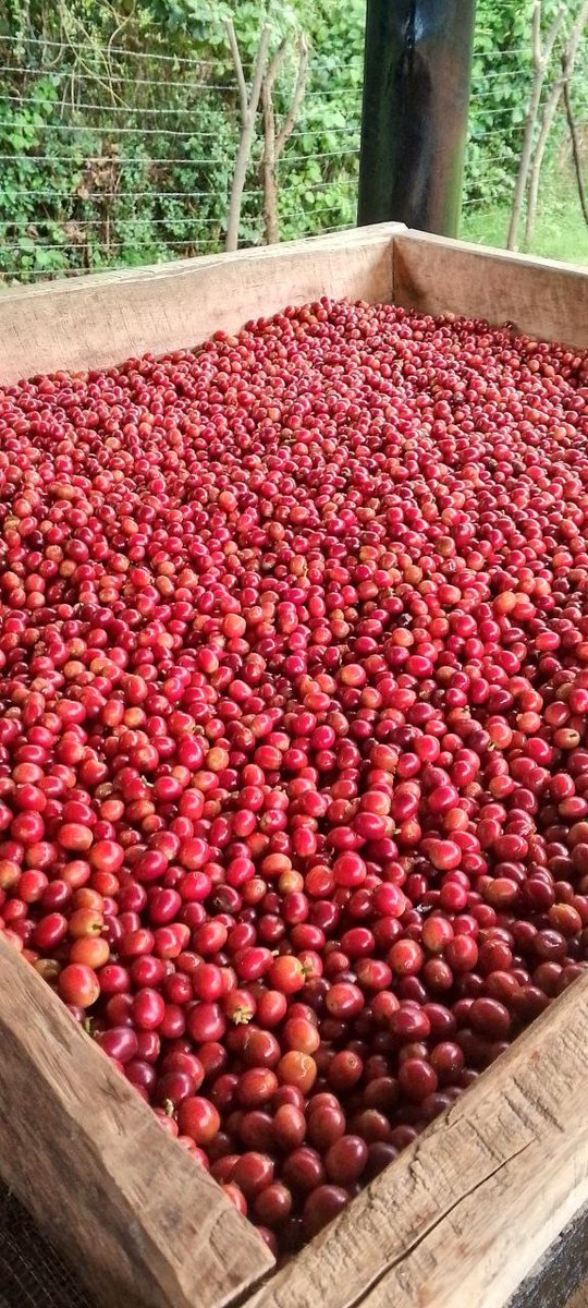 tomceze's tweet photo. The difference in cup quality between left and right will be massive (according to our tastebuds). Yes, even this can be detected just by tasting.
#qualityCoffee #specialityUganda #redandready https://t.co/yUPuS1DZVd