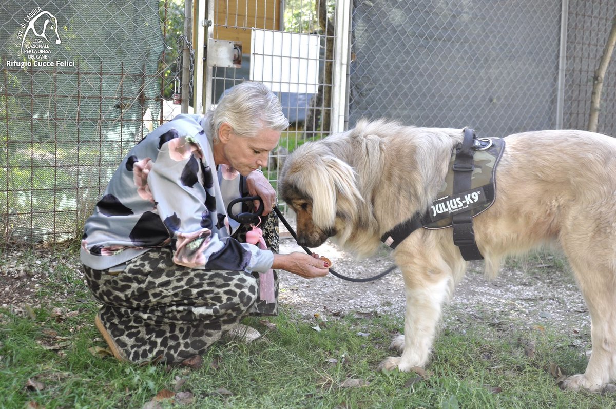 cuccefelici's tweet image. Quintino, gigante buono entrato in Rifugio dopo essere stato recuperato vagante in una Frazione di #LAquila, va a casa. Ora si chiama Leo e vivrà con altri cani e gatti, in campagna. Grazie a Monica per aver scelto di adottare un cane adulto in #canile bit.ly/adottaLNDCAQ