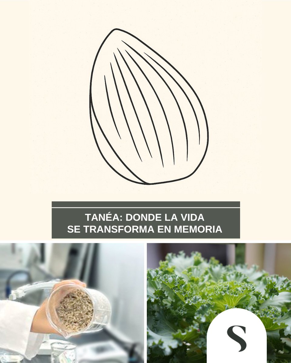 ✨✨✨Todo empieza aquí, en la búsqueda de materiales que respeten la vida:
🌱 Tecnología limpia
♻️ 100 % compostable
💚 Sin tóxicos, sin adhesivos, sin residuos

Así nace Tanéa, una urna inspirada en el ciclo natural de la vida.✨ Muy pronto en <a href="/Funermostra/">Funermostra</a> 

#Tanéa #Feltwood
