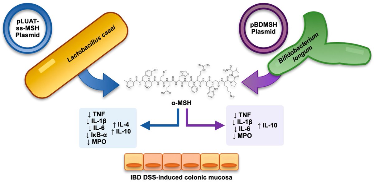 When someone finds relief in symptoms from peptides such as MT-II, PT-141, or KPV, just know that it reflects your behaviour around sunlight, light—dark cycles, and how POMC is controlled by specific wavelengths of light that you choose to put yourself under.

All of these are