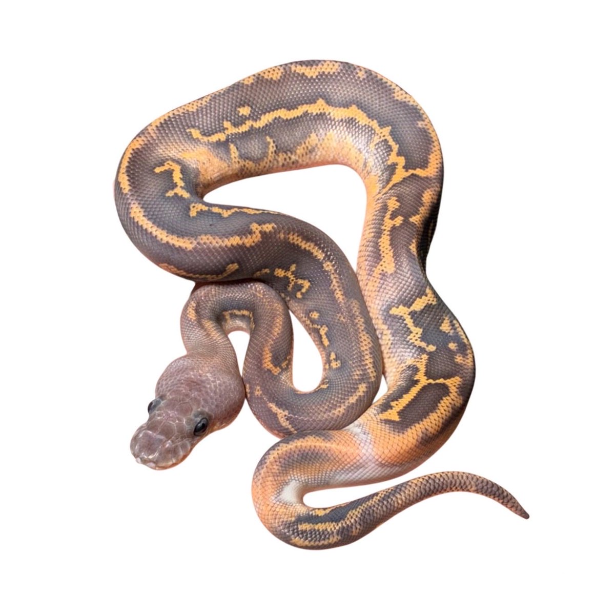 ヒ*ロ様 ☘️ スペシャルイベント☘️ラスト2☘️371 ❤️超希少【カメレオン マイ専🎰スロパチ on X