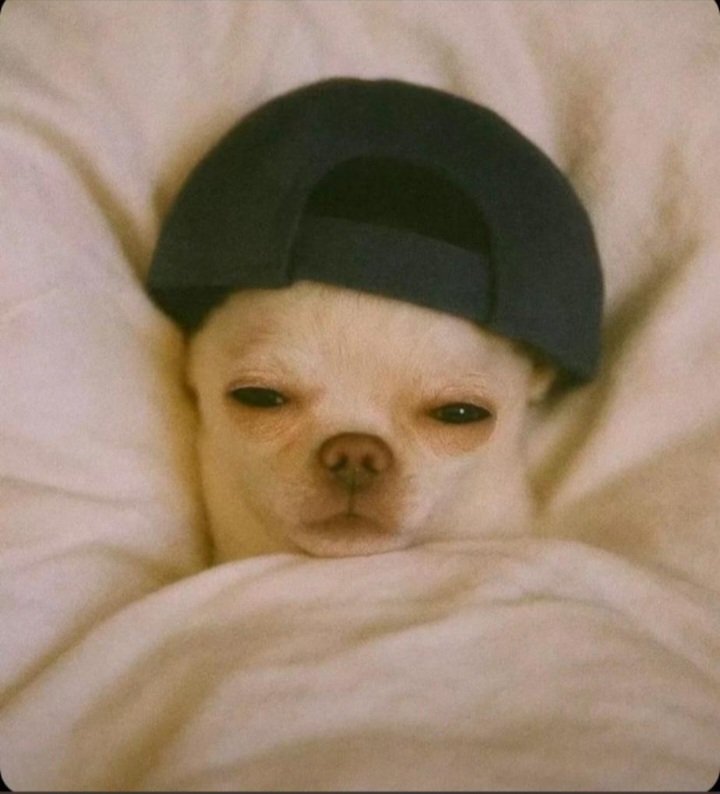 SlomeFr's tweet image. Gm.
Been off for a while💆‍♂️, had some real-life setbacks😭😭, but we don’t quit 💪

(Gehgeh says &quot;had I knw is d last comment of a fool 😭&quot;)... so no more excuses 😒

Time to pick up from where I stopped and keep learning n growing.

Let’s build fr this time 😤⚡