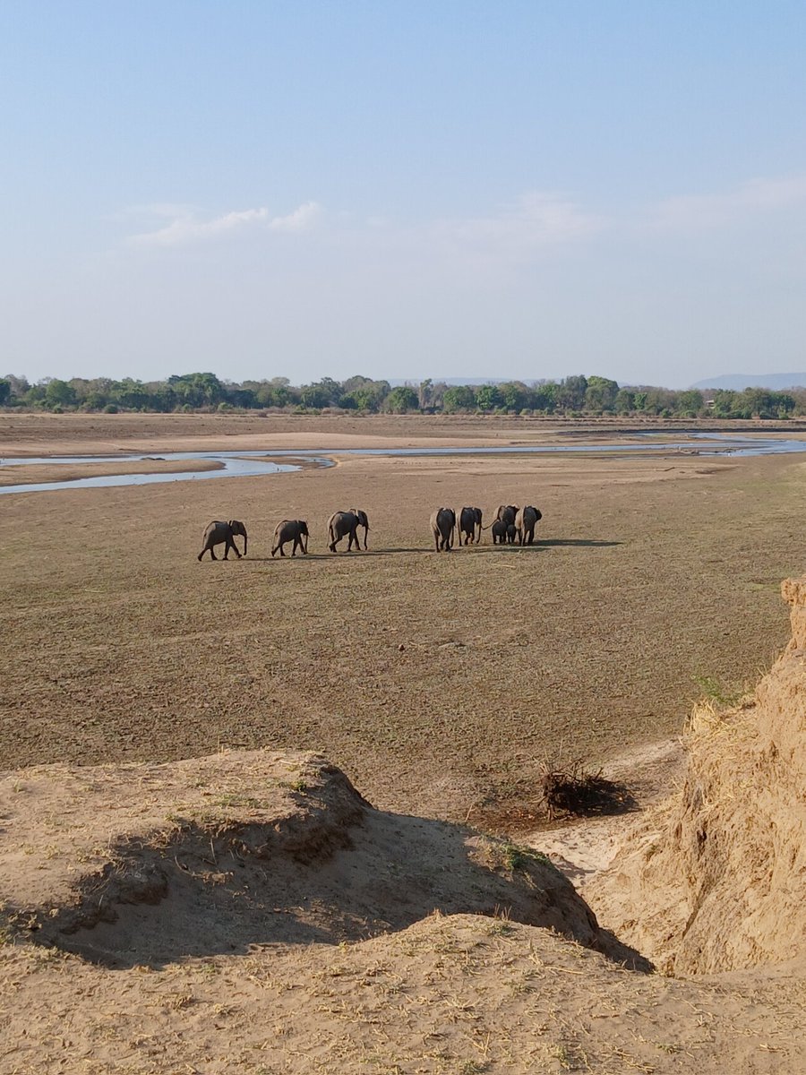 Seco, seco, el P.N. South Luangwa, y el río. ¿Será el cambio climático o únicamente por ser época seca?.
#zambia
