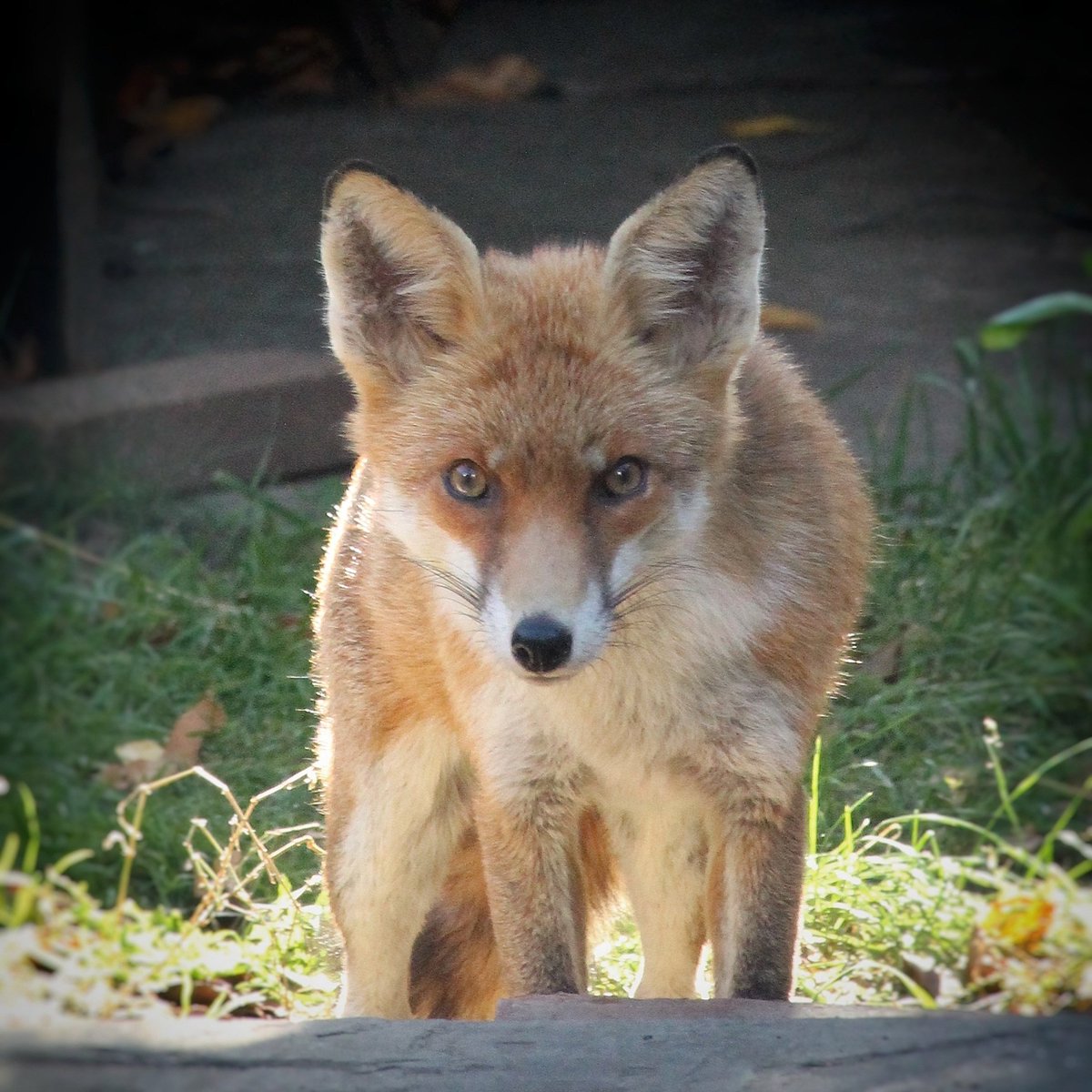 CaronBlay's tweet image. Saw this beaut in the garden yesterday. The sun on the fur👌#FoxOfTheDay