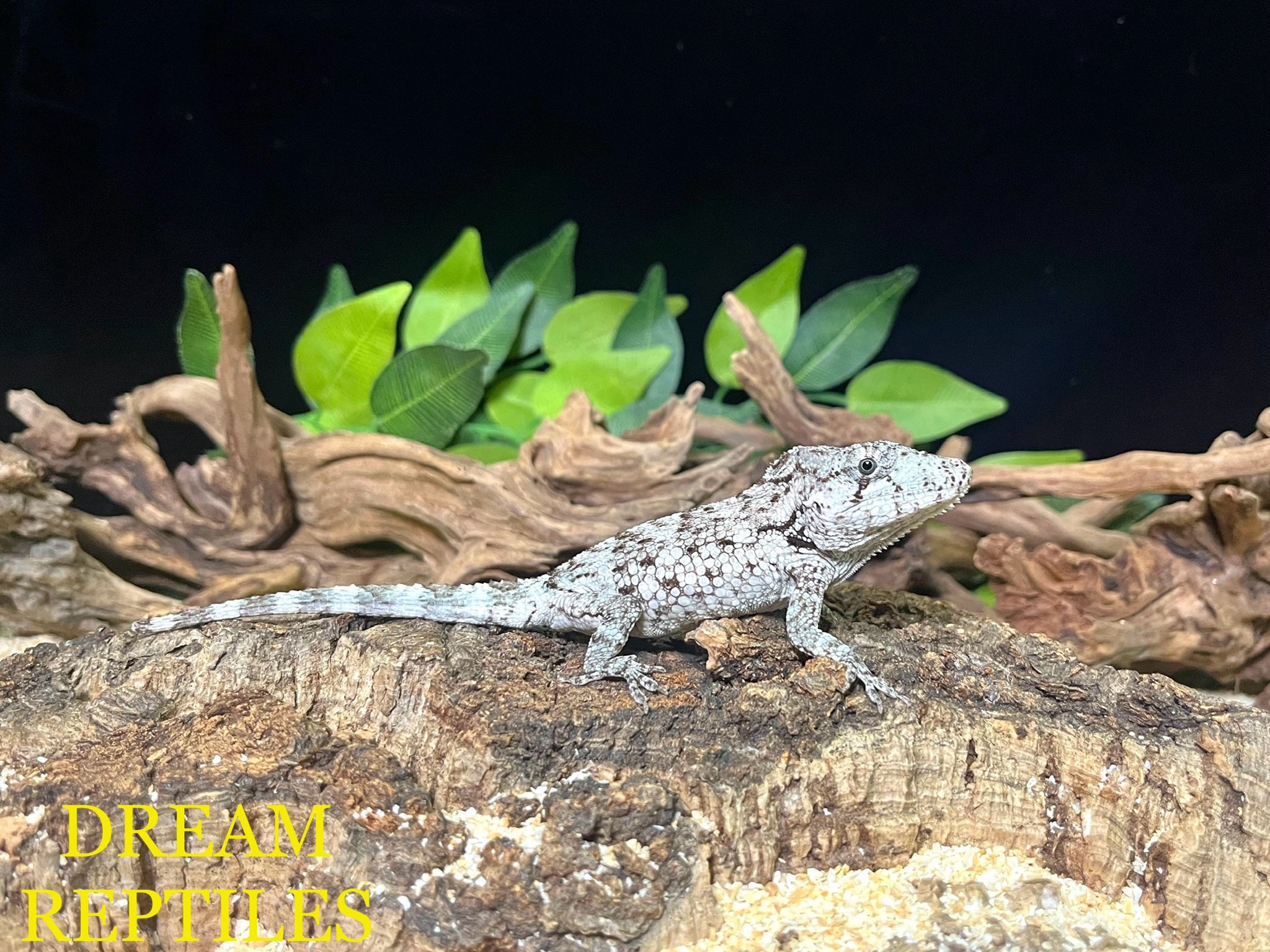 ★新品・未使用★ハトリーズ スペシャル 2001年ナミブ砂漠の大トカゲ《同梱歓迎 DREAM REPTILES【公式】珍獣·爬虫類専門店 ドリームレプタイルズ