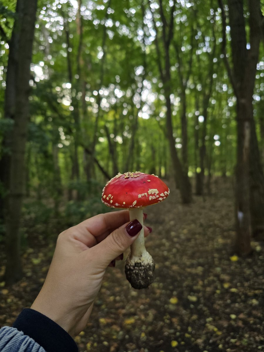 libellulidae's tweet photo. Bir süredir arıyordum cidden sonunda bulabildim bugün o kadar mutluyum ki 🤭🍄 https://t.co/5P4bBUItAH