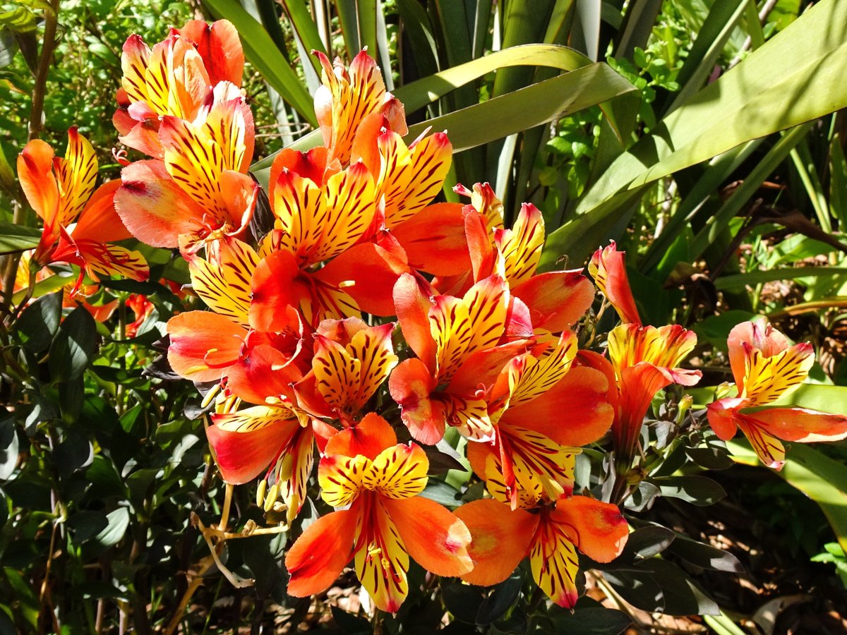 #Alstroemeria in the sunshine for #FlowersonFriday! 🧡💛💚<a href="/ThePhotoHour/">#ThePhotoHour</a> #flowers #FlowerPhotography #FlowersofX #NaturePhotography