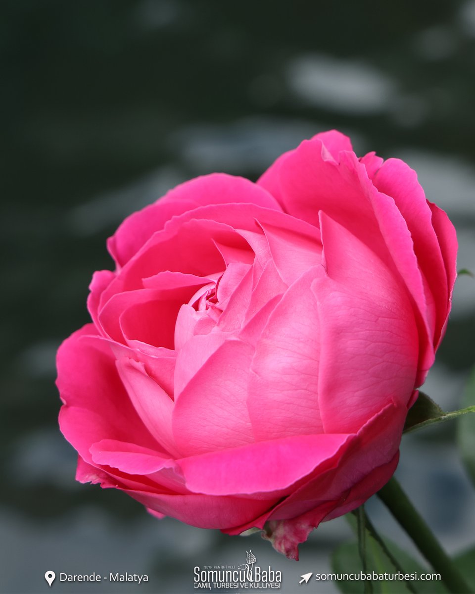 🚩Şeyh Hamid-i Veli Somuncu Baba
Türbesi ve Külliyesi
🚩Darende - Malatya

➡ somuncubabaturbesi.com
#SomuncuBaba #Darende #Malatya