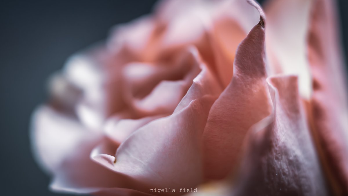 nglfld's tweet image. 花の感情