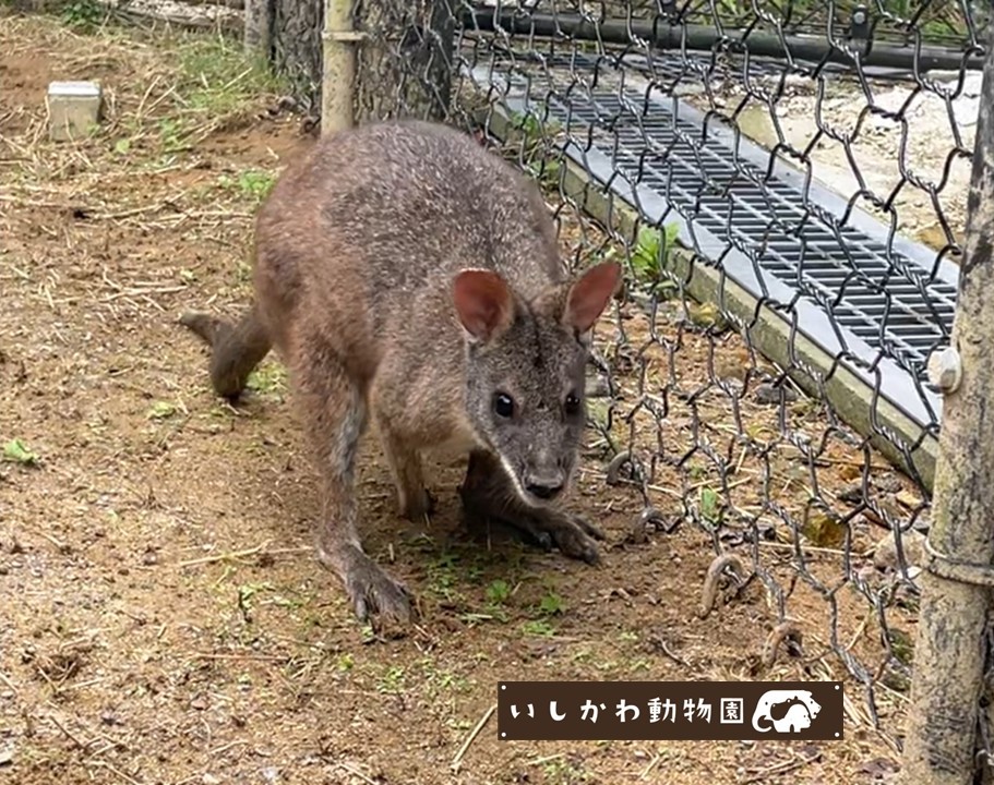 10/11(土)いしかわ動物園に #ウッドチャック と #パルマワラビー の展示がスタート！
それに合わせ、飼育員によるスペシャルガイドなどのイベントを行いますので、ぜひご来園ください。
詳しくはこちらをご確認ください☟
ishikawazoo.jp/topics/index.h…
#いしかわ動物園