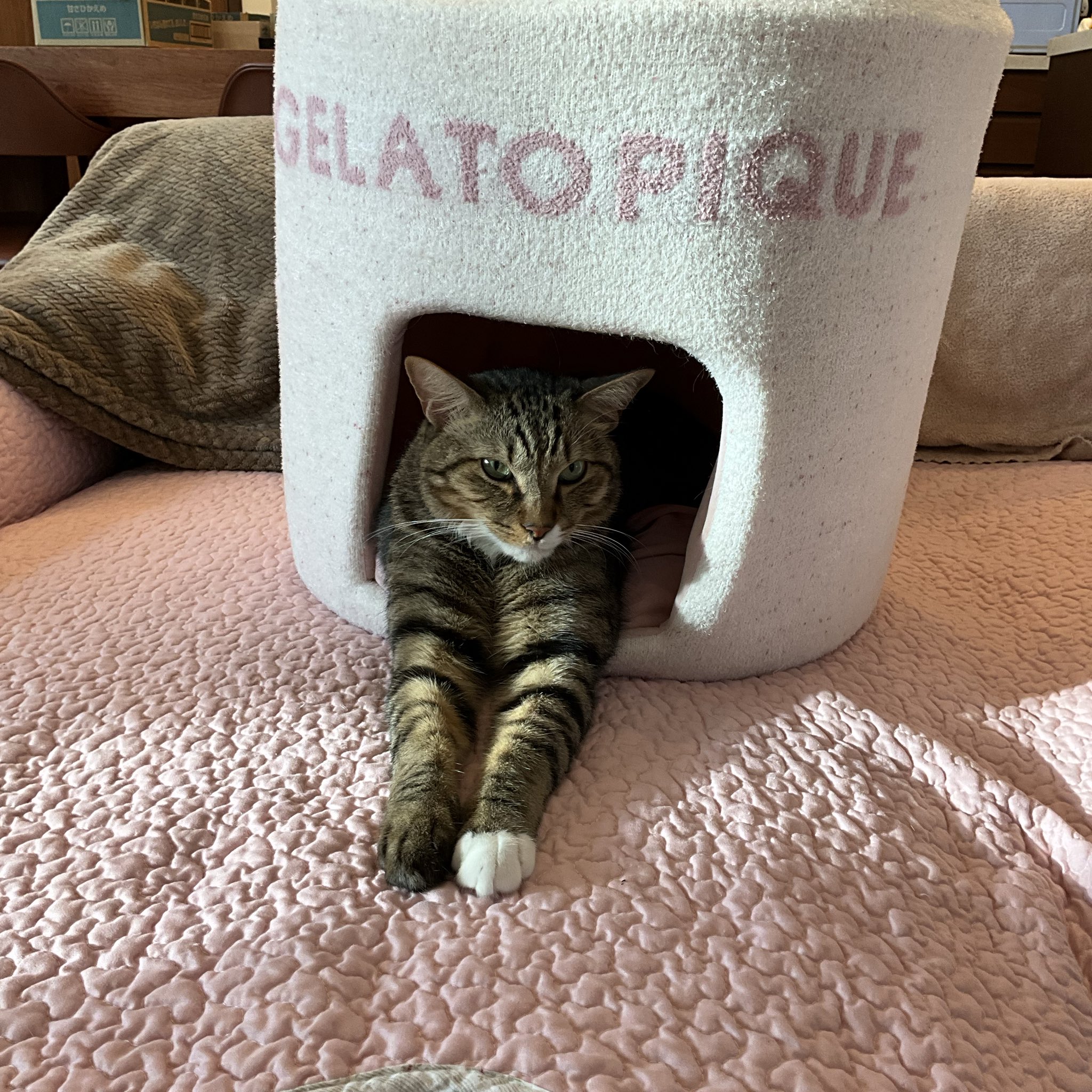 キラキラ⭐️　　ひょっこり猫 キラキラ⭐️様専用 ひょっこり猫 - メルカリ