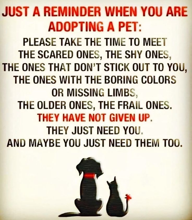 𝕏 Dogs (@_xdogs) on Twitter photo 