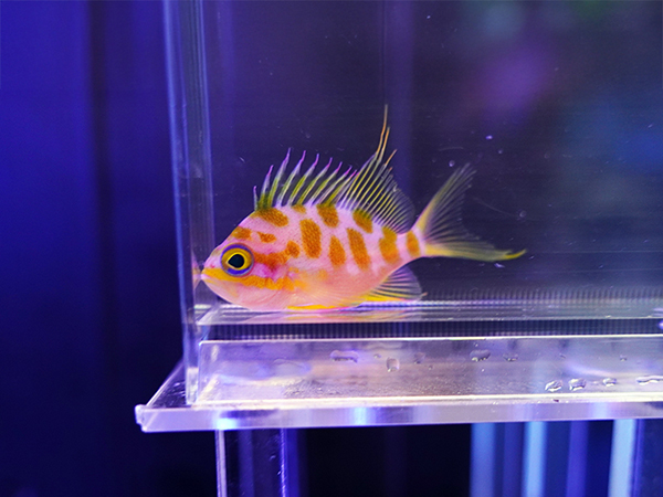 海水魚ショップ ナチュラル on X