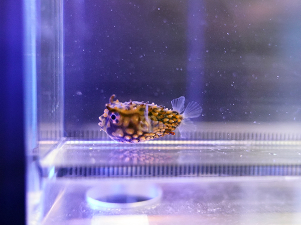 海水魚ショップ ナチュラル on X