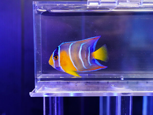 海水魚ショップ ナチュラル on X