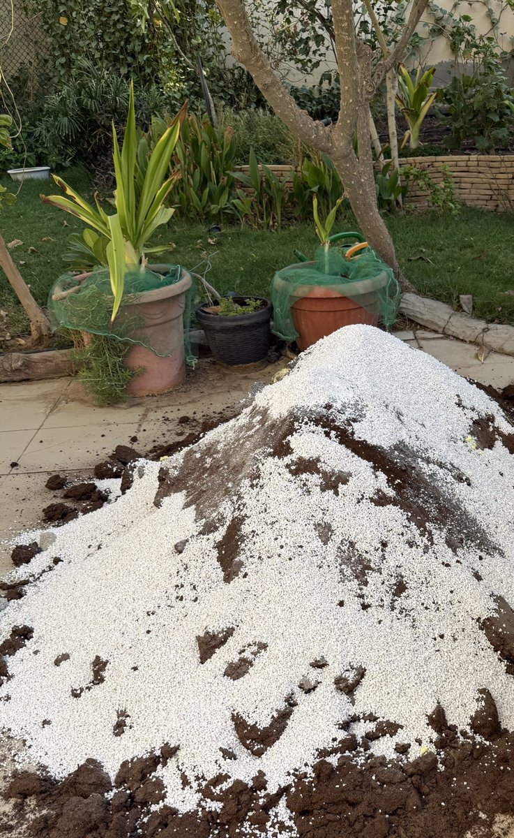 somygarden's tweet photo. خلطتي المفضلة بداية كل موسم 1-بيتموس 2- برلايت 3- سماد حيواني معقم 4- قليل كبريت 5-  قليل هيوميك اسيد 6- قليل حديد  تخلط مع تربة الحديقة وتربة الأحواض 🍃🌷 https://t.co/0hb88Rh0OJ