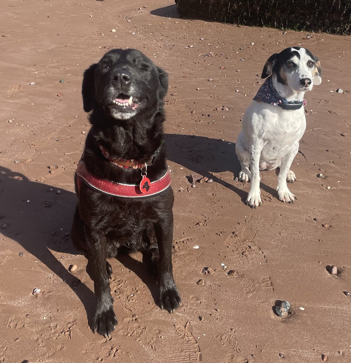 It’s #WorldMentalHealthDay today so here is your reminder to get outside with friends, stop and sniff the air and enjoy the little things #DogsKnowBest