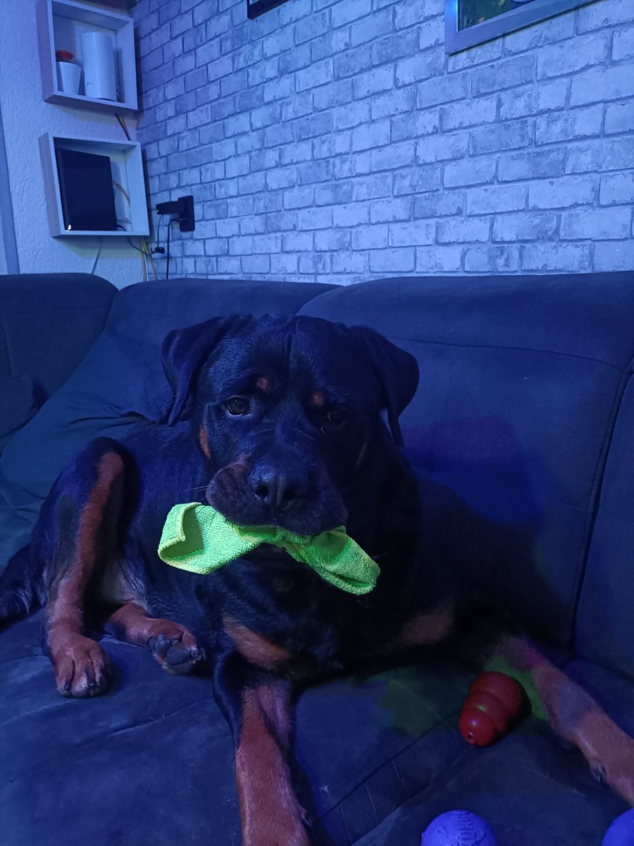 KaleLex's tweet image. &quot;Don&apos;t you wish you had a dog that helped with cleaning? Since your wife clearly retired from housework 🤣&quot;
#pup #doggo