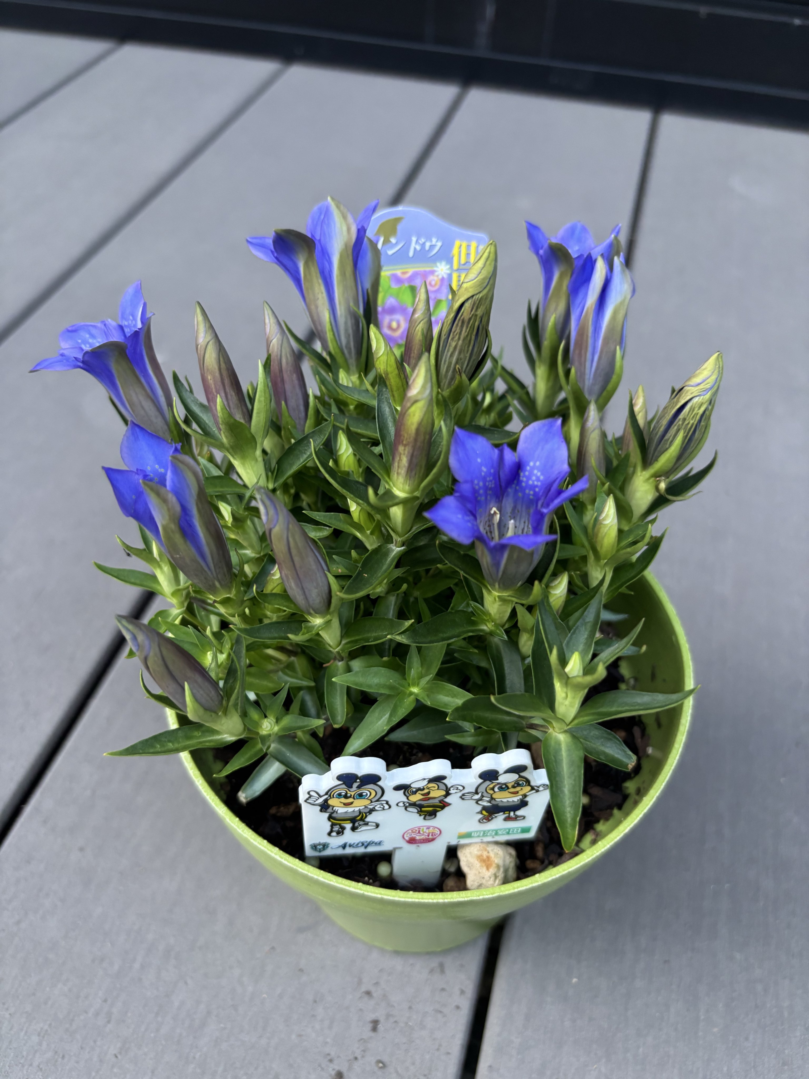 花で応援navyプロジェクト - Search / X