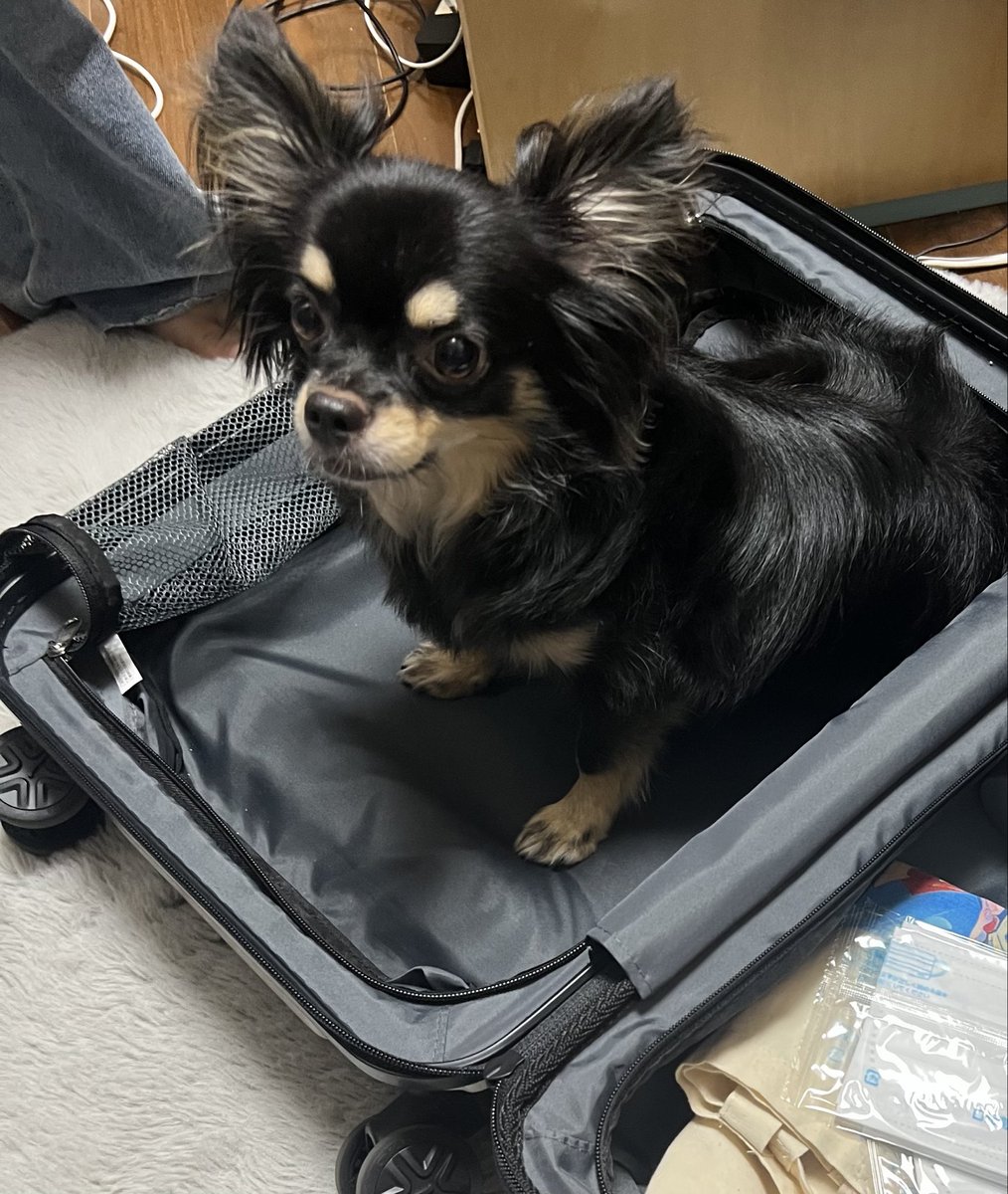 いや…そこに入っていても旅行には行けないんだよ…？