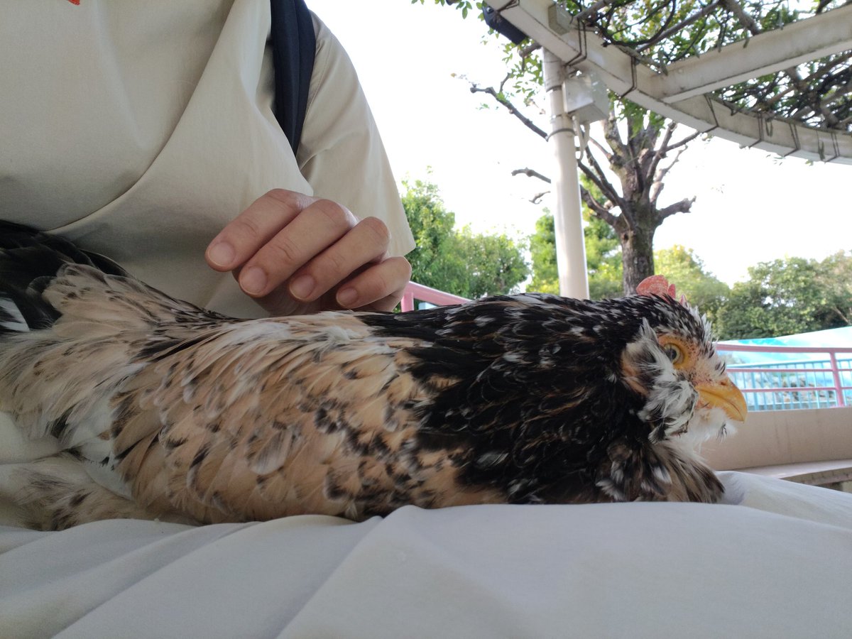 DannaSyufu's tweet image. このコ、可愛かった〜〜〜
ニワトリって
『コッコッ…ウッ』とか呟いてる声がカワイイ
触り心地もいいし大人しくて可愛すぎた😻
#ニワトリ
#江戸川区自然動物園