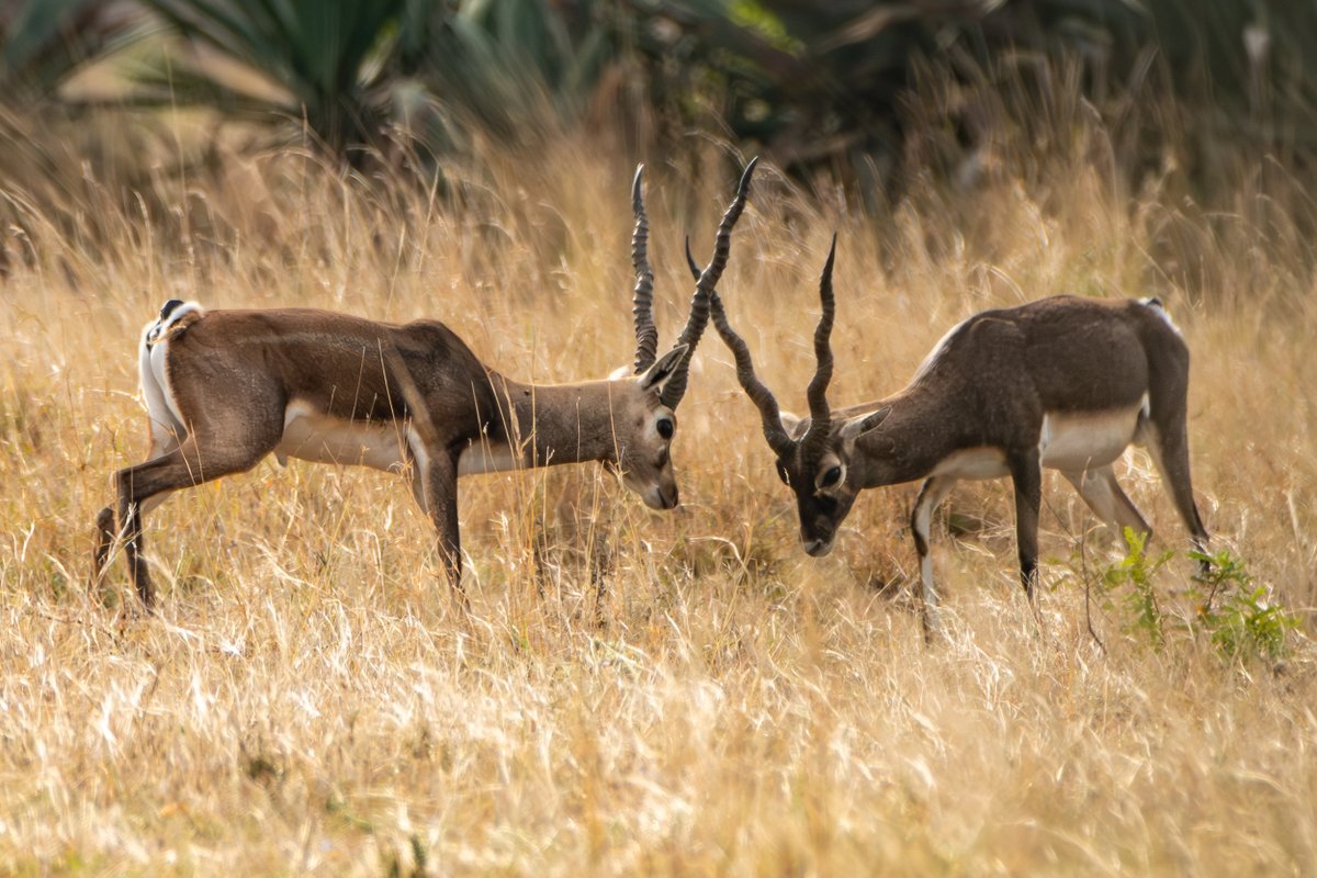 rahul_rajguru's tweet image. Territorial fight between two blackbuck males